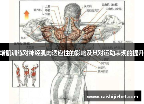 增肌训练对神经肌肉适应性的影响及其对运动表现的提升